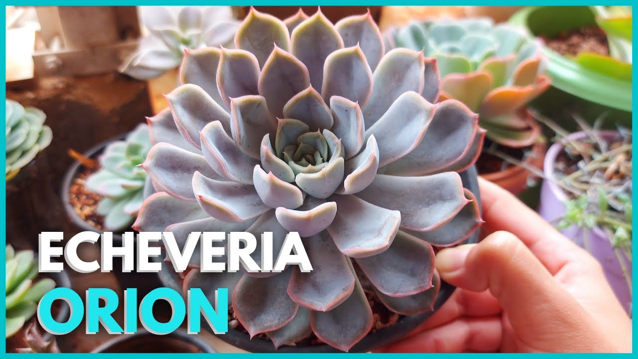 SUCULENTA ECHEVERIA ORION | Aprenda tudo sobre o cultivo da Echeveria Orion 🪴