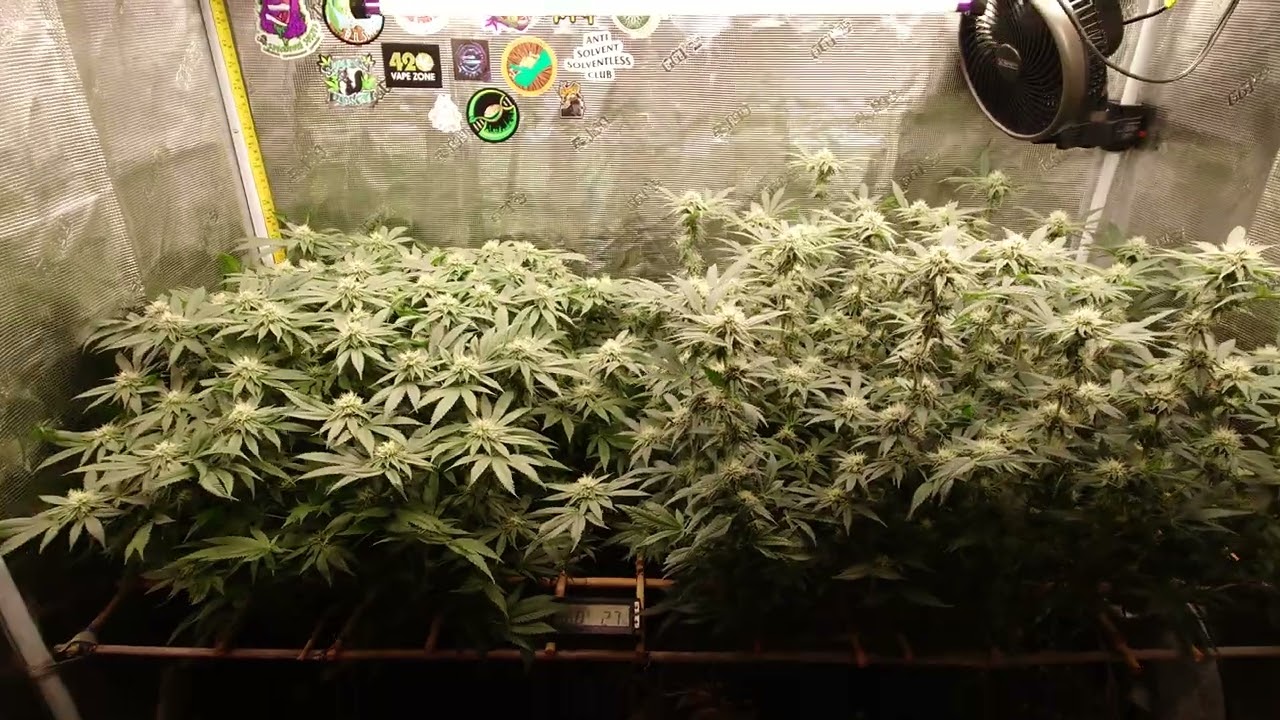 Day 26 of flower in 17th round indoor living soil. #cannabis #medicalcannabis #indoorgarden