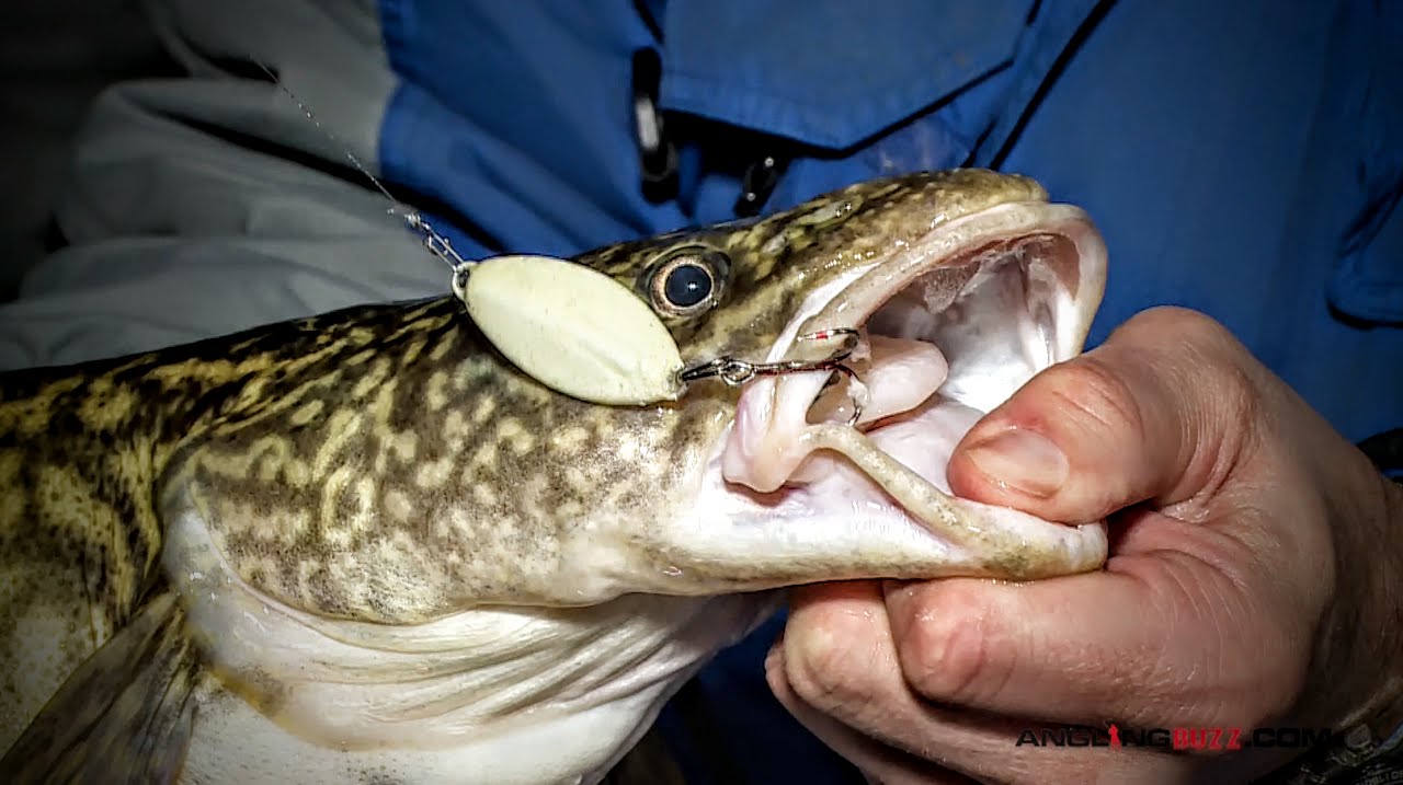 Eelpout at Late Ice