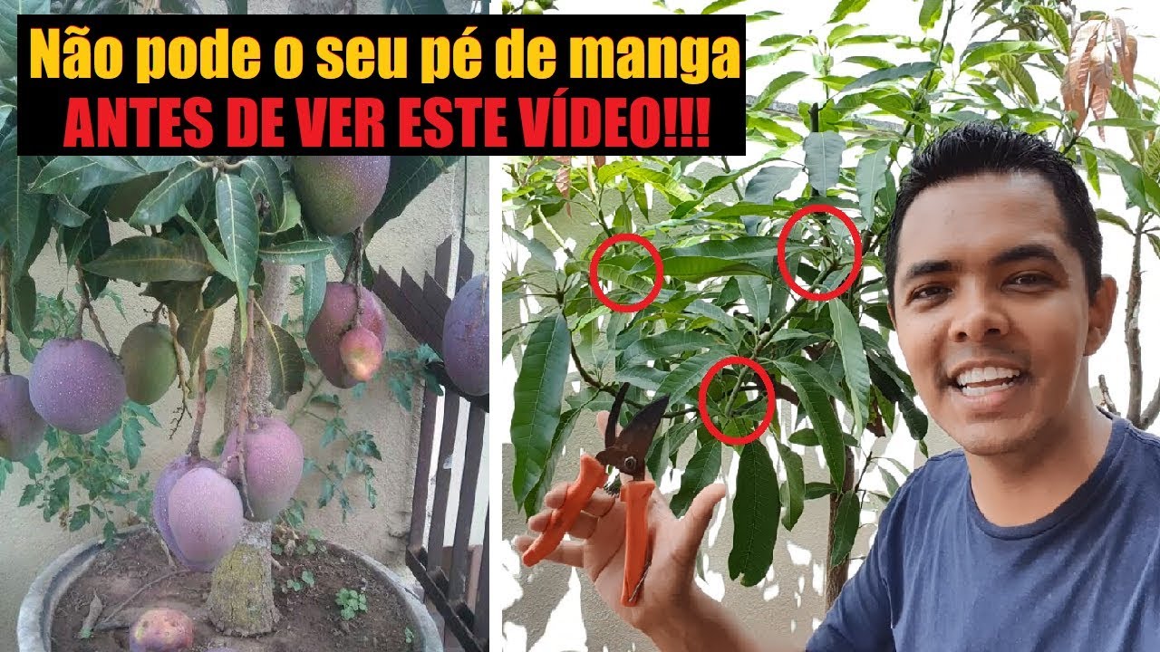 Não pode o seu pé de Manga antes de ver este vídeo!!!