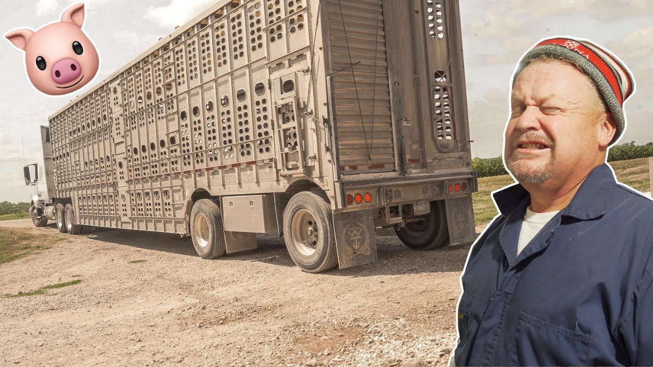 Loading Out Pigs On An Iowa Family Hog Farm