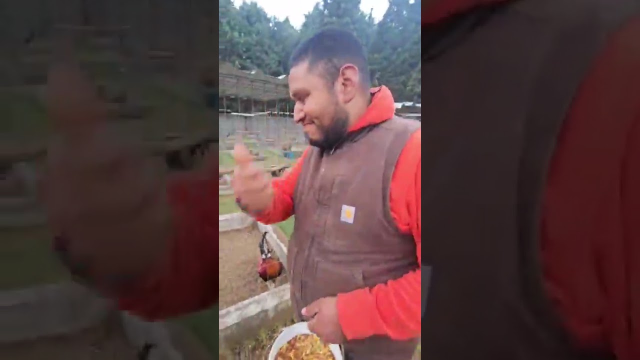 Búffalo Game farm 🐓