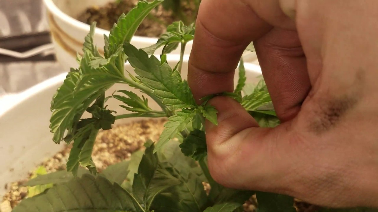 Tangerine power plants from seed (super crop)