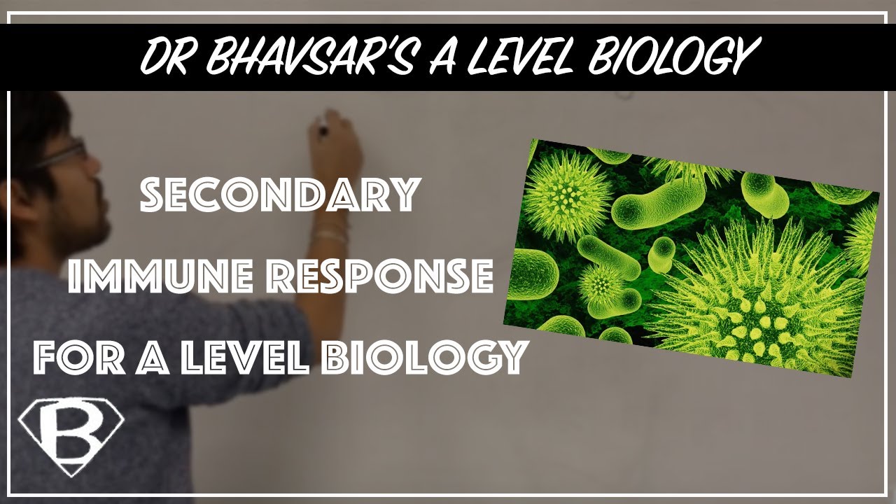 Secondary immune response for A level biology