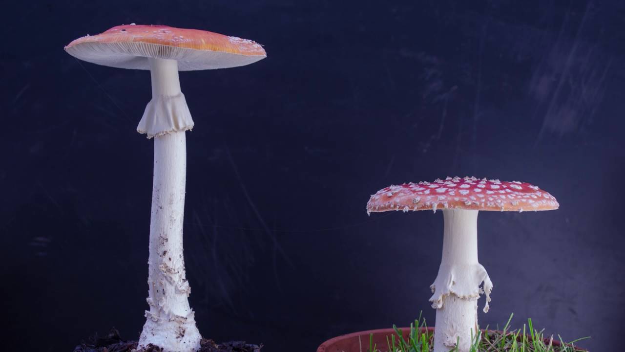 115 Hour Mushroom Time-lapse