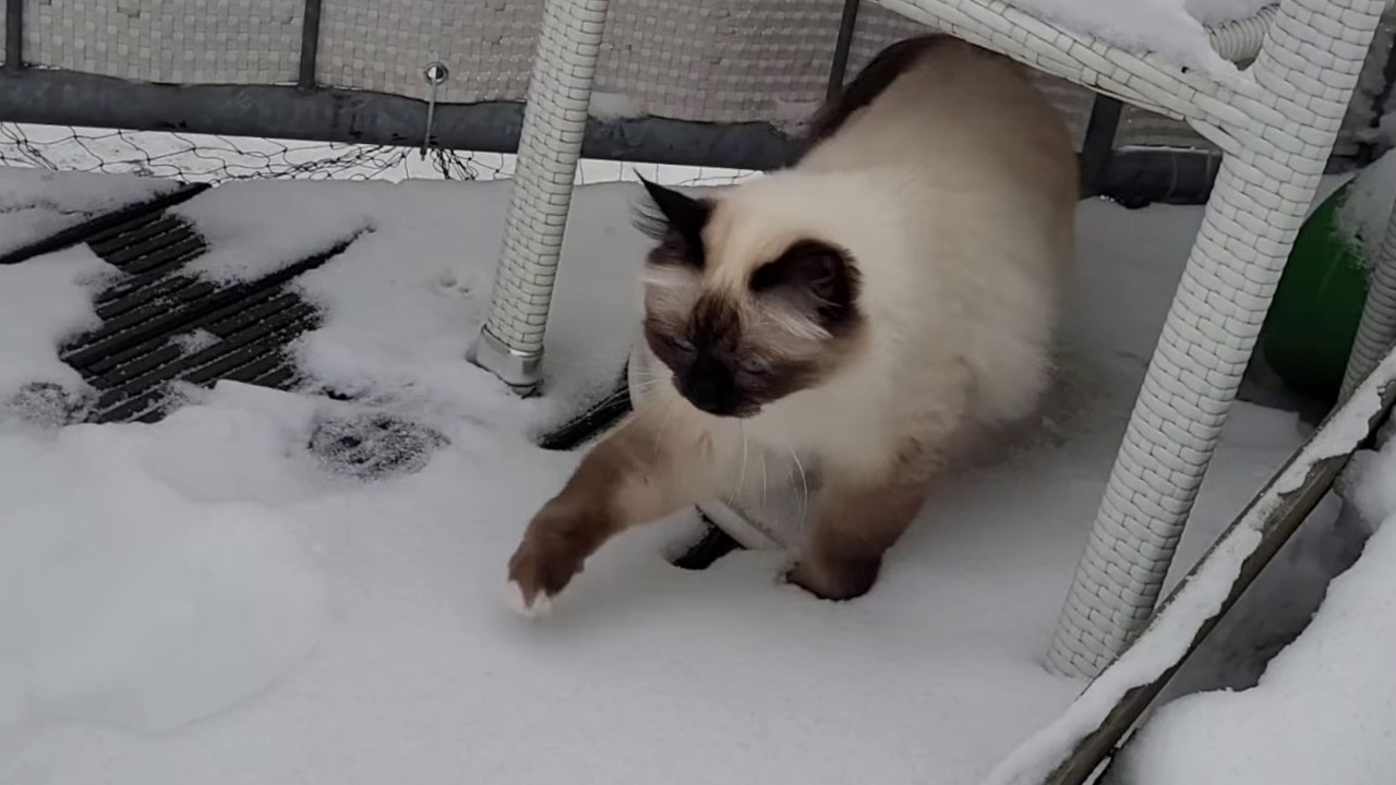 'Outside? Love it!  Snow? Not so much....'