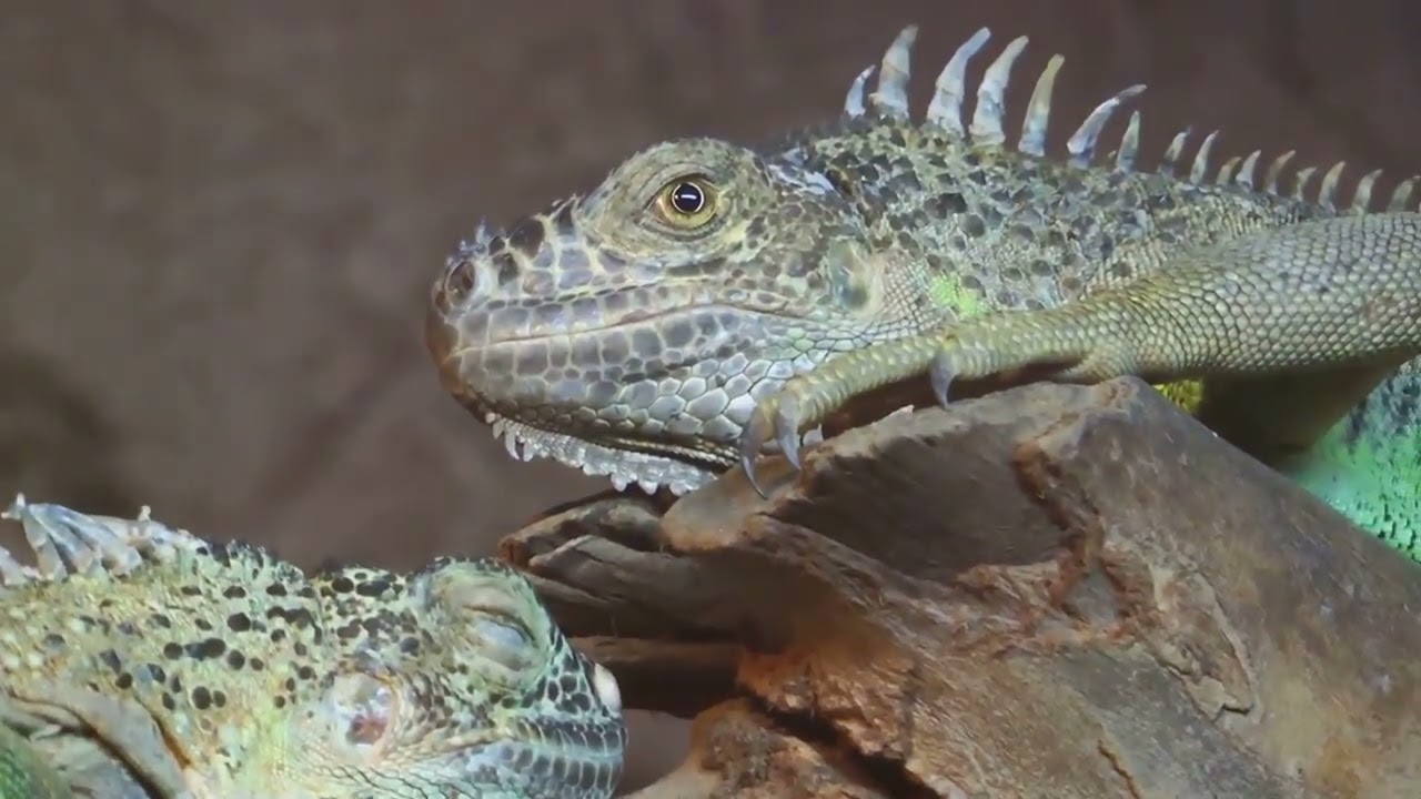 Iguana  The Tropical Marvel