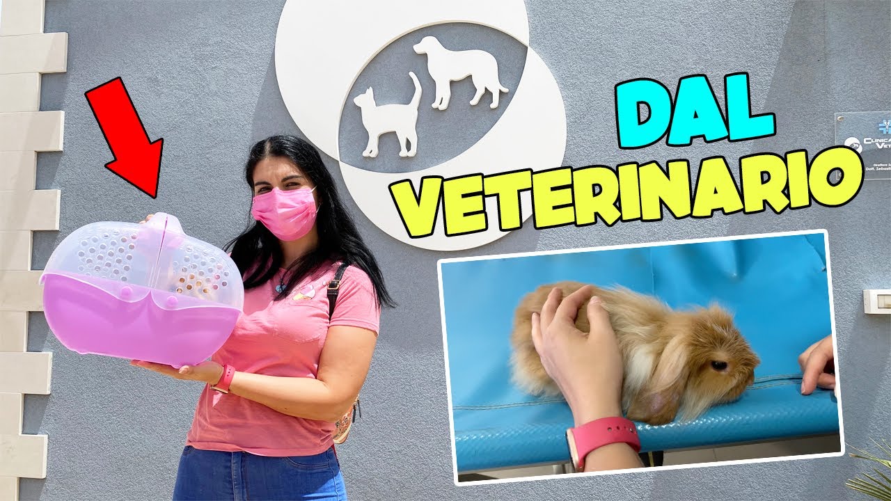 COME STA LOLO? Lo PORTIAMO dal VETERINARIO per LA VISITA!