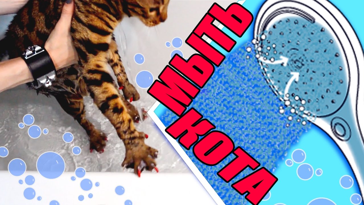 Как мыть кота? Всё получится даже со злыми кошками