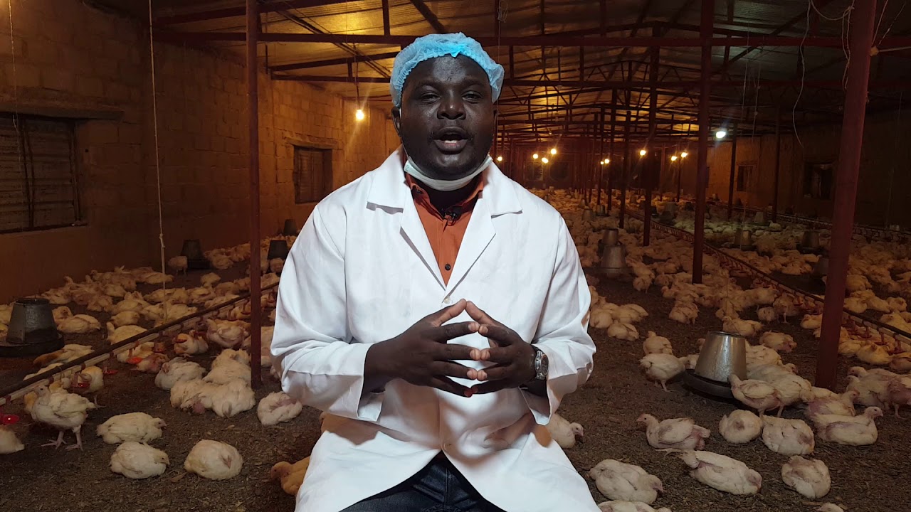 استخدام الهرمونات في الدواجن Use of hormones in poultry