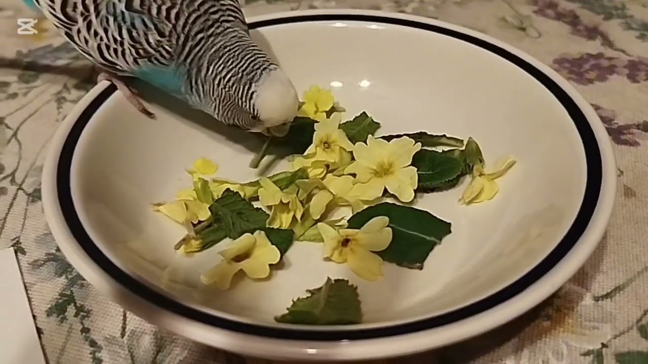 PRIMULA fiori e foglie 