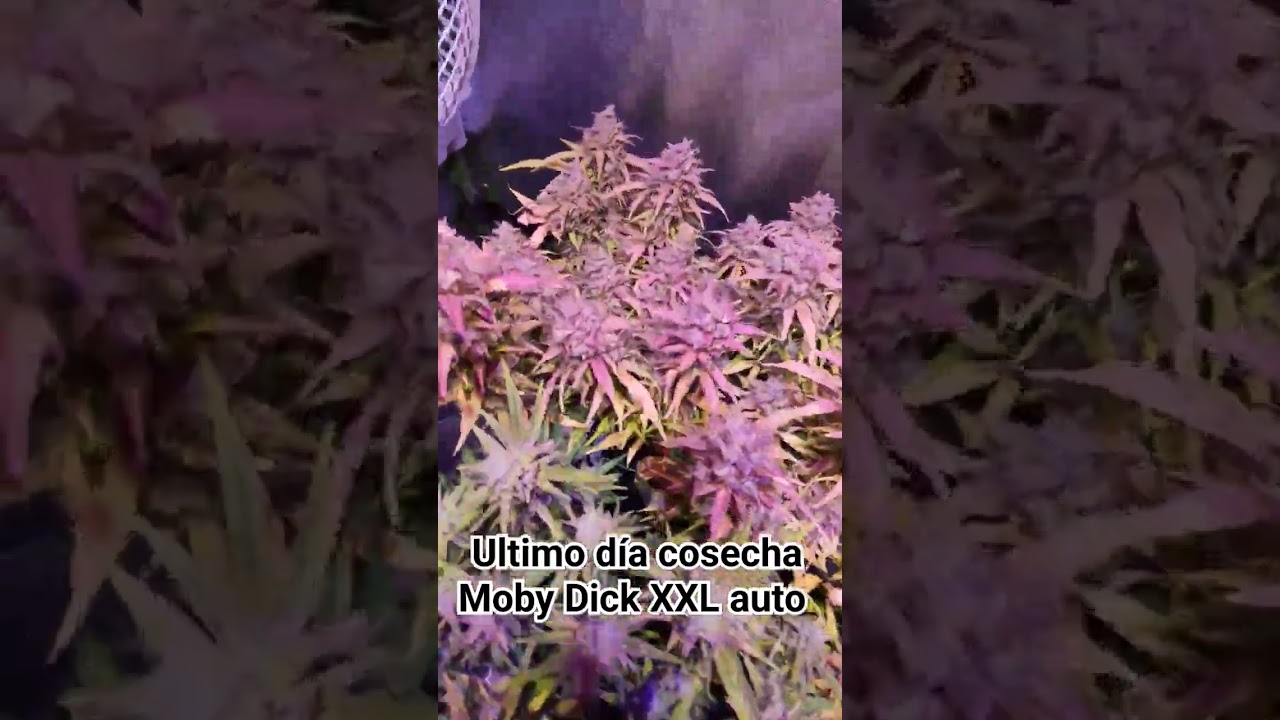 &uacute;ltimo d&iacute;a antes de cosechar