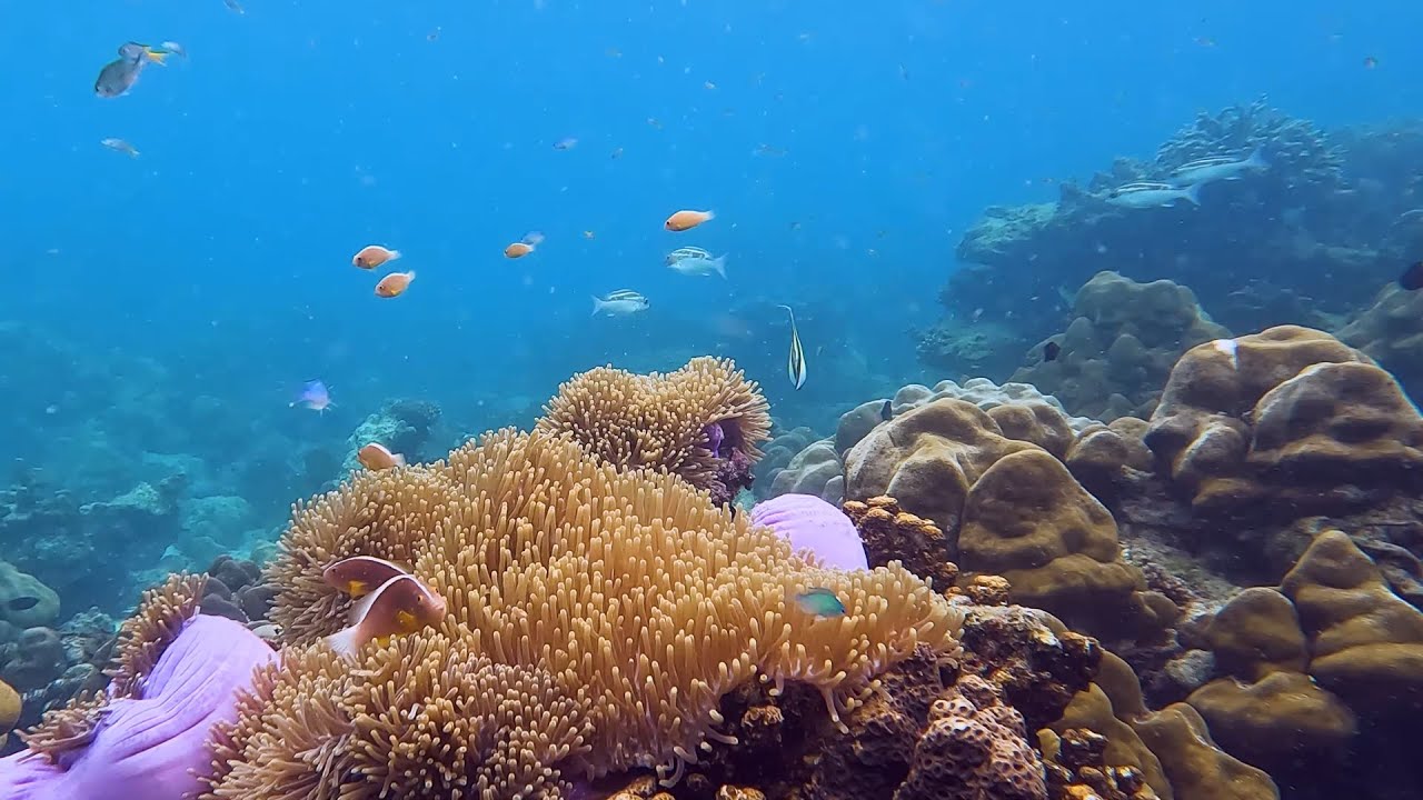 Snorkeling at Phi Phi Island