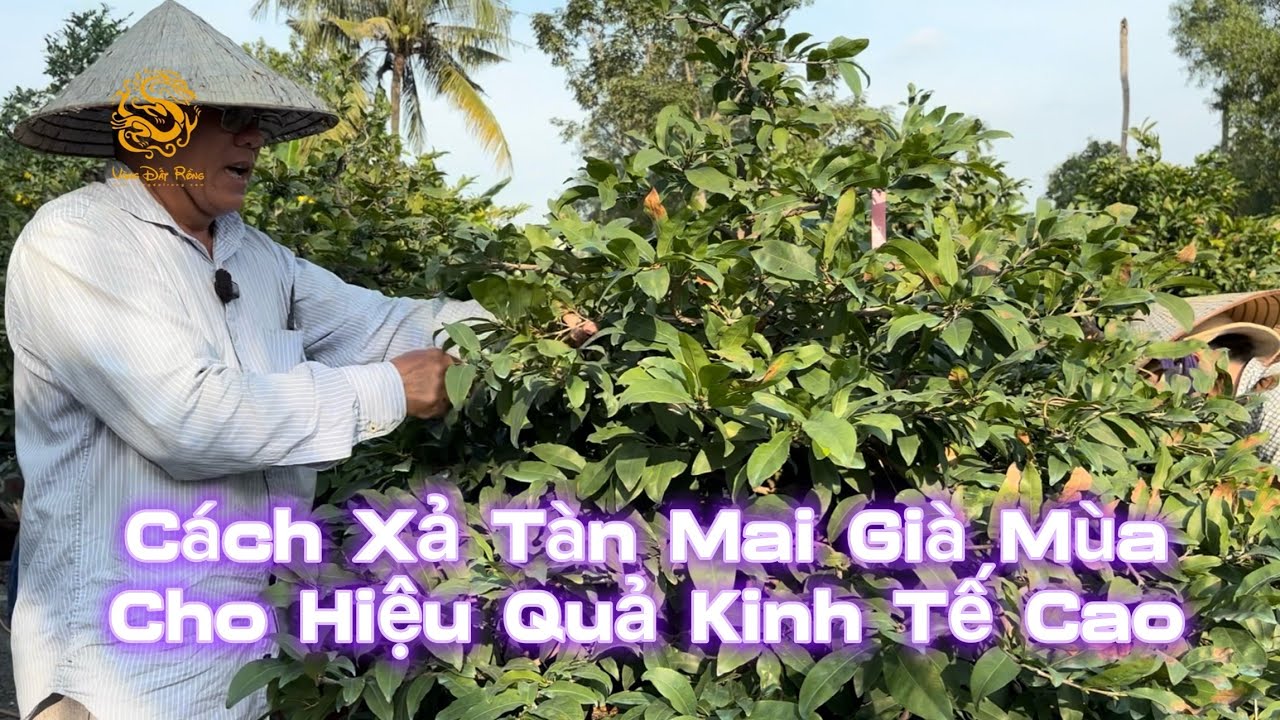 Anh Út Đực hướng dẫn cách xả tàn Mai Vàng già mùa cho hiệu quả kinh tế cao|Vùng Đất Rồng 