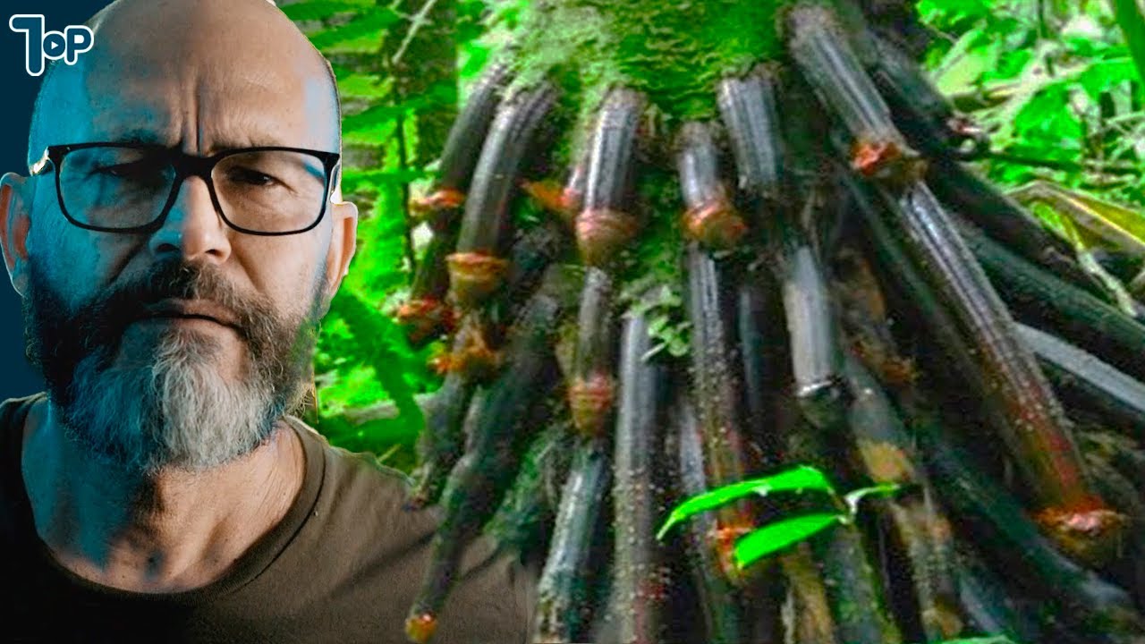 20 &Aacute;rvores mais Incomuns ao Redor do Mundo