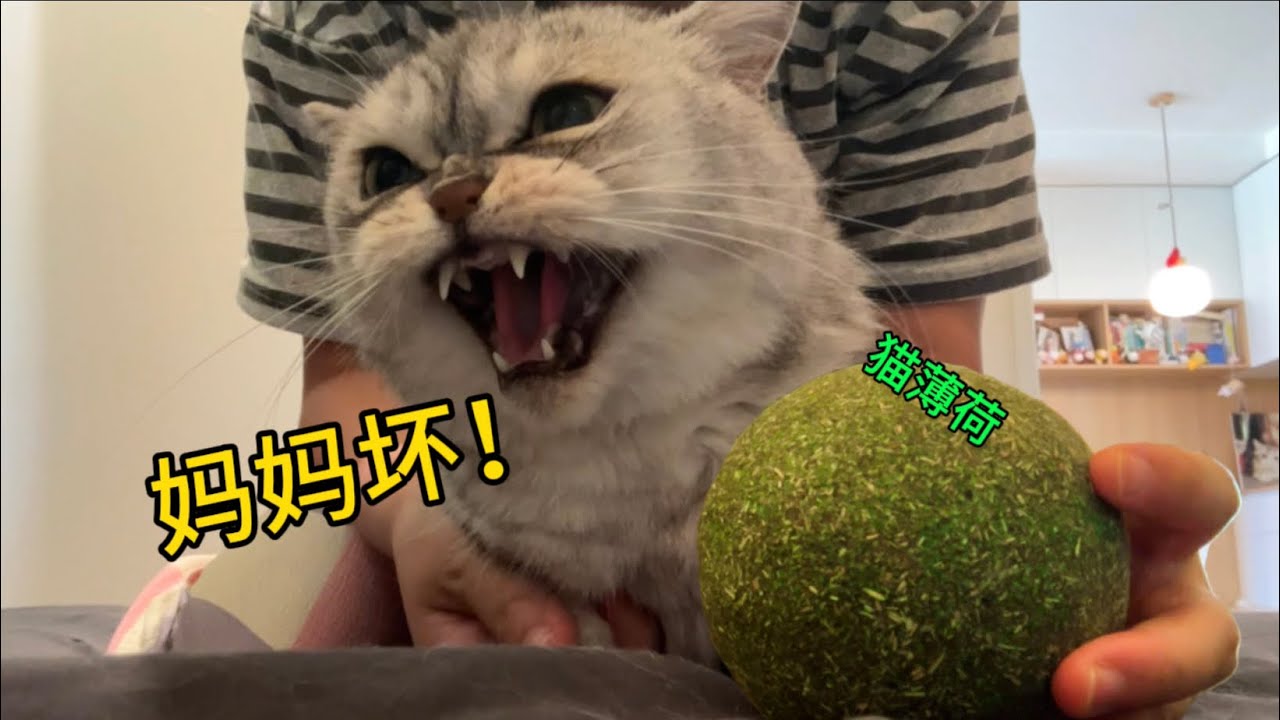把貓親到生氣後給它貓薄荷！會發生什麼？
