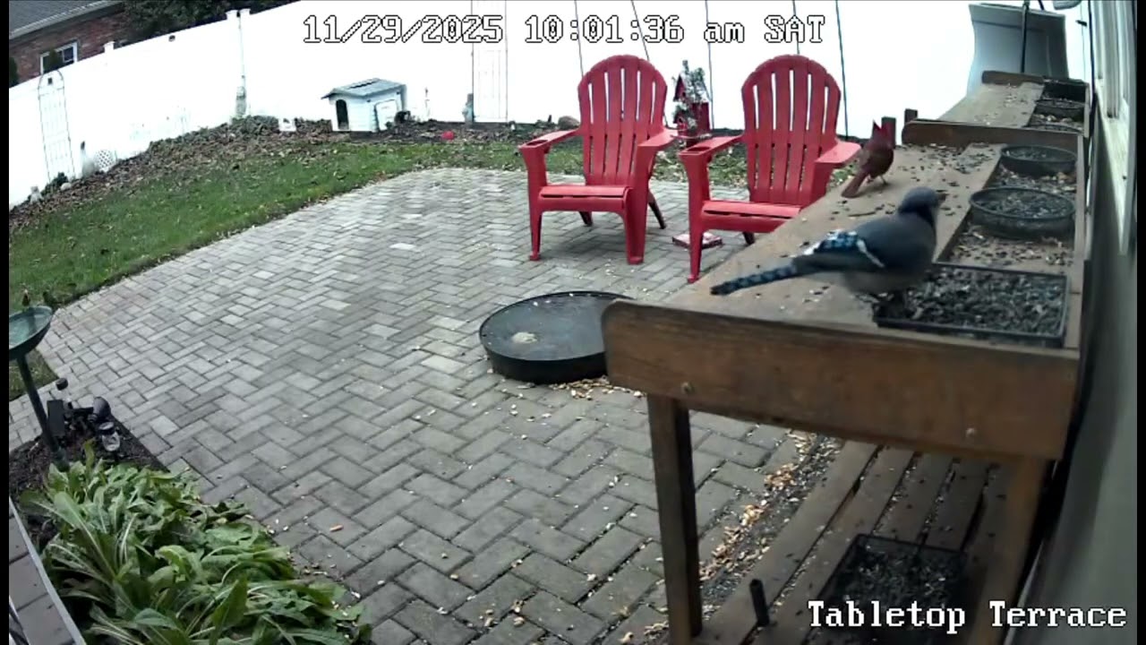208 - SUNRISE SHENANIGANS