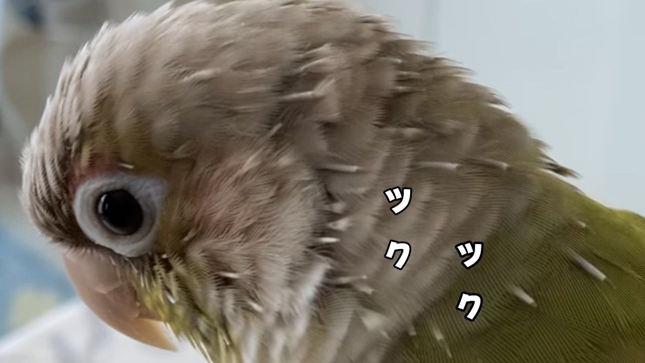 ツクツク筆毛がモフに戻るまで　4種インコのツクツク事情