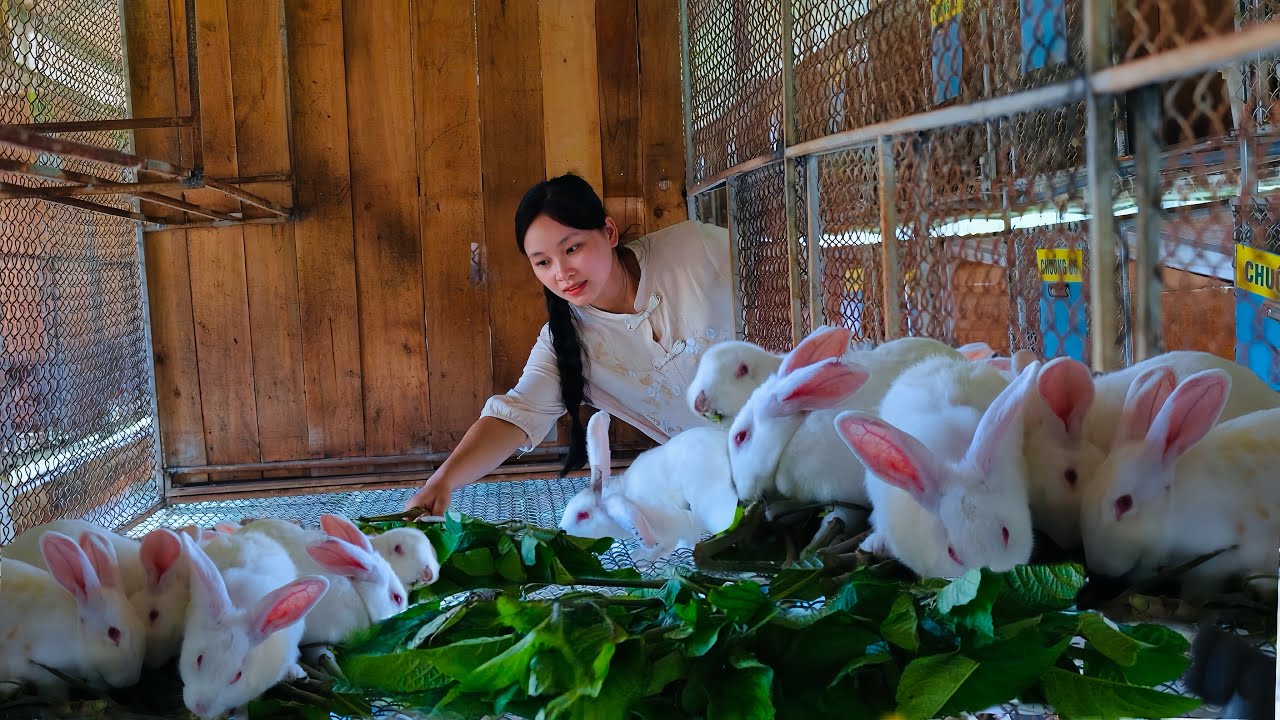 C&ocirc; G&aacute;i N&ocirc;ng Th&ocirc;n Kiếm Thu Nhập Từ Việc Nu&ocirc;i Thỏ v&agrave; Nh&iacute;m | Khởi Nghiệp Trang Trại Hữu Cơ