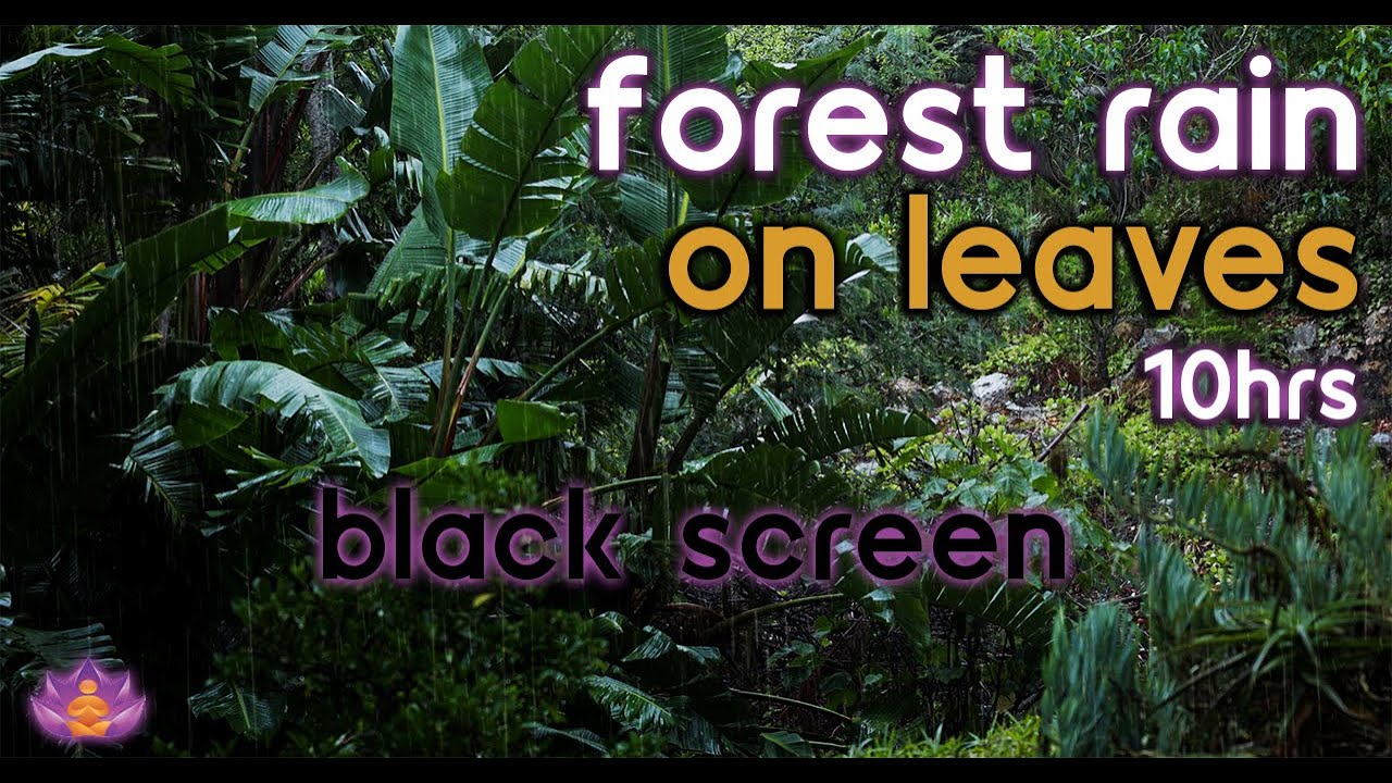 [Black Screen] Forest Rain | Rain on Leaves | Rain Ambience No Thunder | Rain Sounds for Sleep