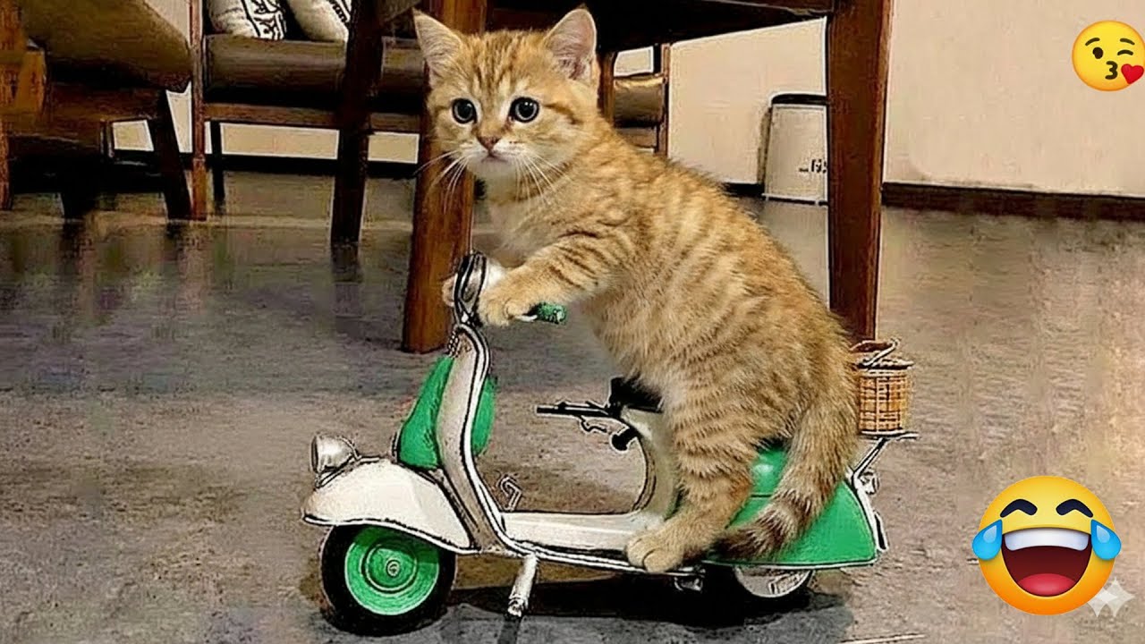 You Laugh You Lose 🤣 Funniest Cats and Dogs 2026🐩😻 Part 15