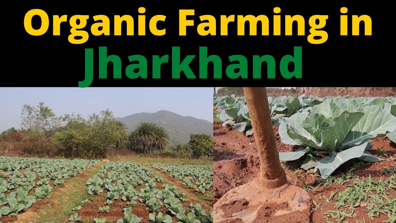 Organic Farming in Jharkhand | Mashal News