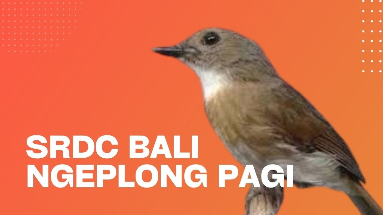 SRDC BALI NGEPLOMG PAGI