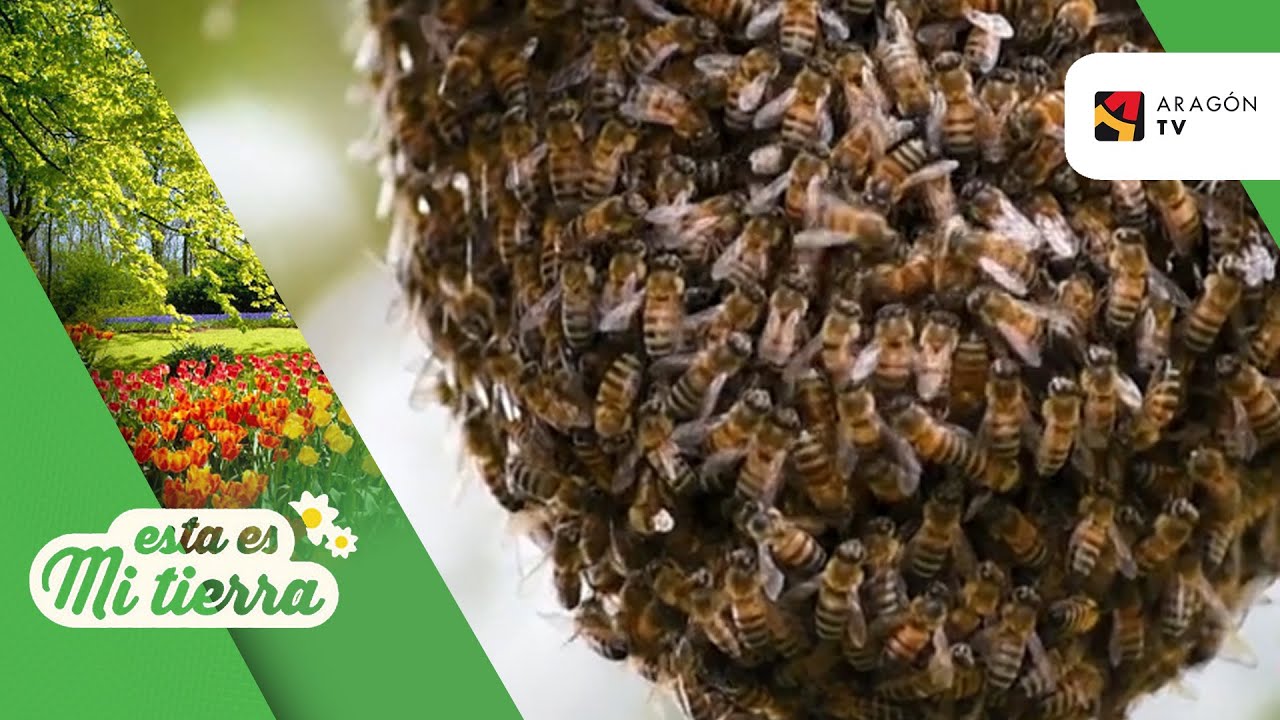 Los animales gregarios