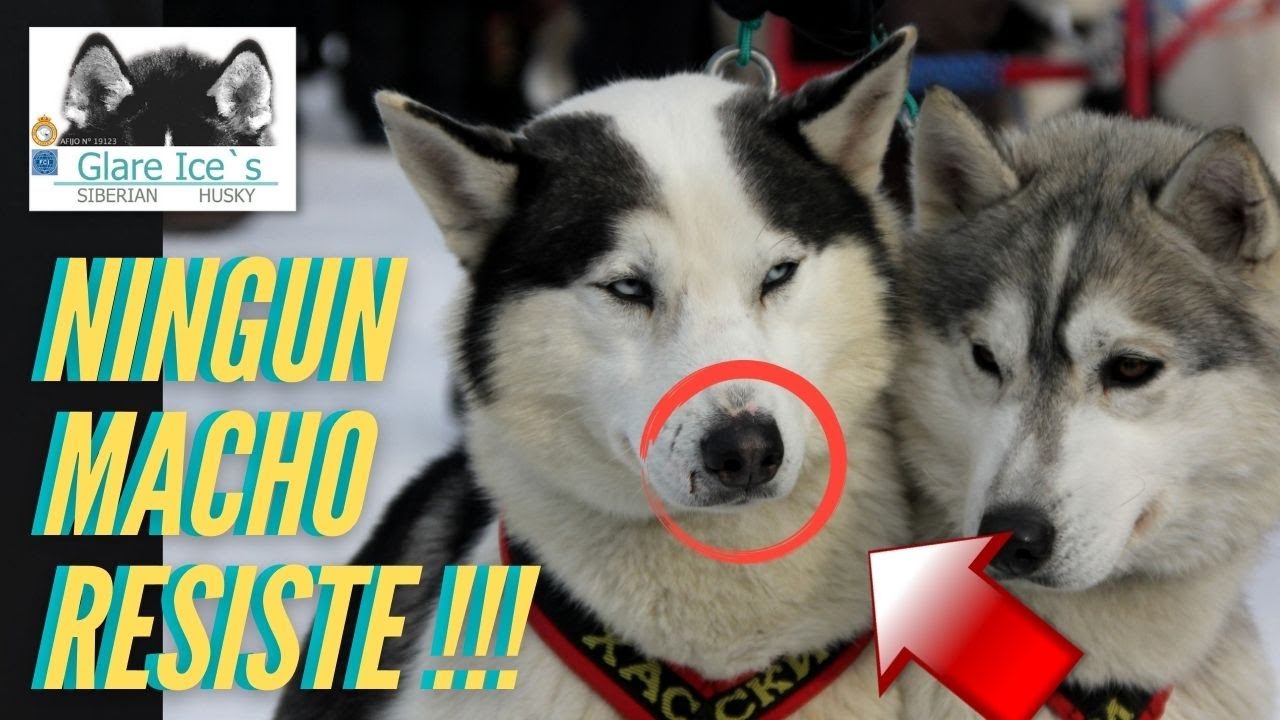 ✅El CELO de Las HEMBRAS De HUSKY SIBERIANO al Detalle🧐