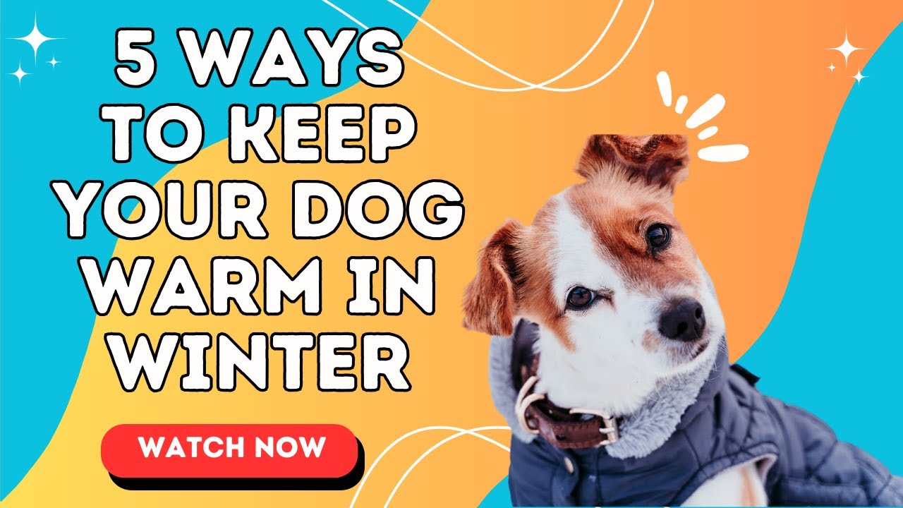 5 Ways to Keep Your Dog Warm in Winter