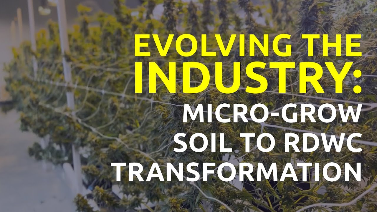 Micro-Grow RDWC Transformation with Hydra Unlimited | Evolving the Cannabis Industry