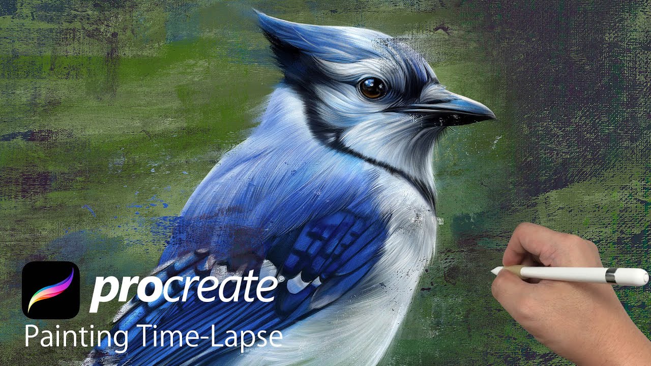 Draw realistic bird | Blue Jay