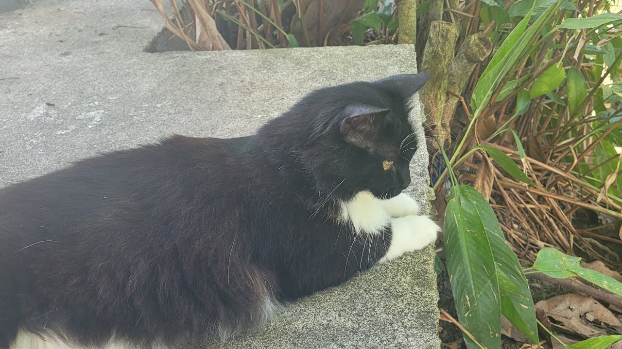 Mi gata Mimi en la ba&ntilde;aci&oacute;n #gatos #cats #cats_and_fun44