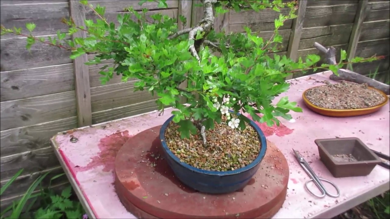 Hawthorn Informal Upright Bonsai Quick Update April 2019