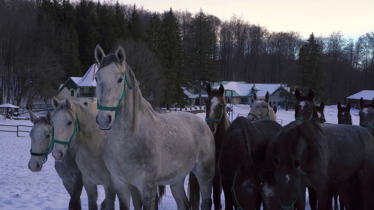 Lipicai méncsikók Csipkéskúton (Virtuális élménytúrák, 7. rész)
