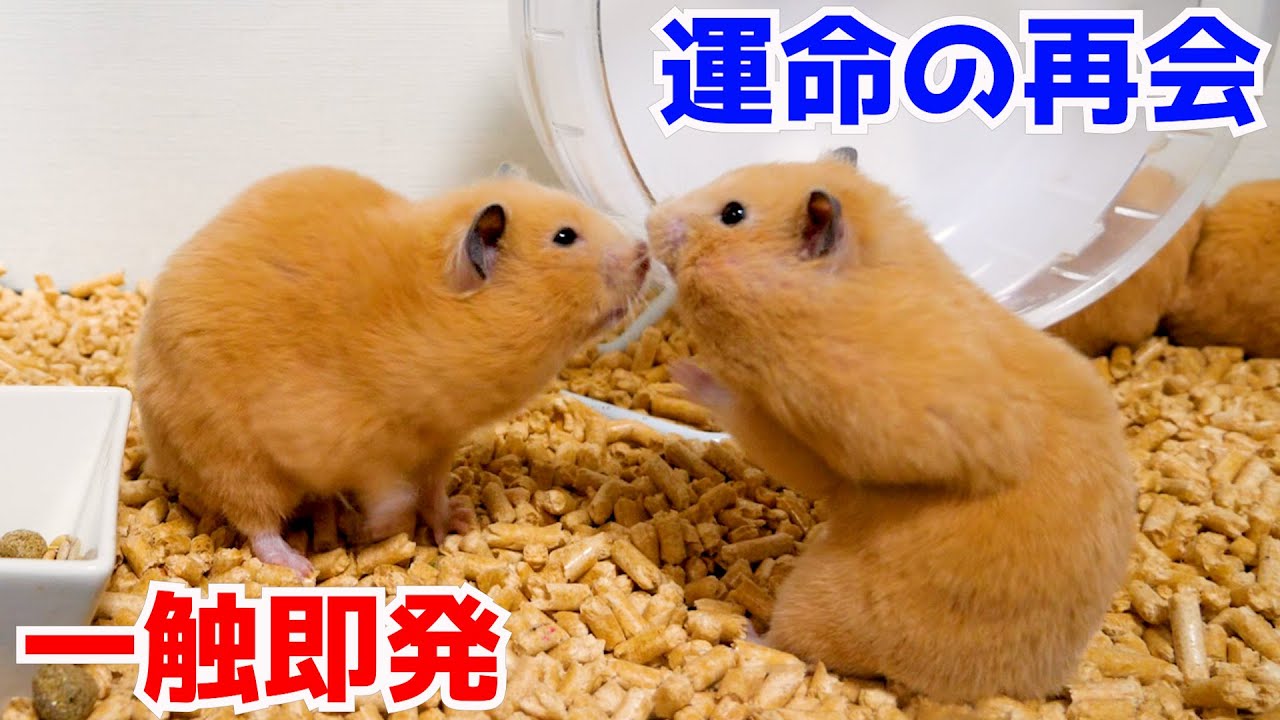 生き別れた姉妹が再会したら、とんでもないことが起こりましたｗｗｗ