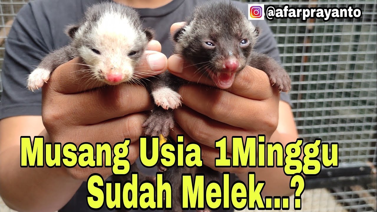 MUSANG 1MINGGU SUDAH MELEK???