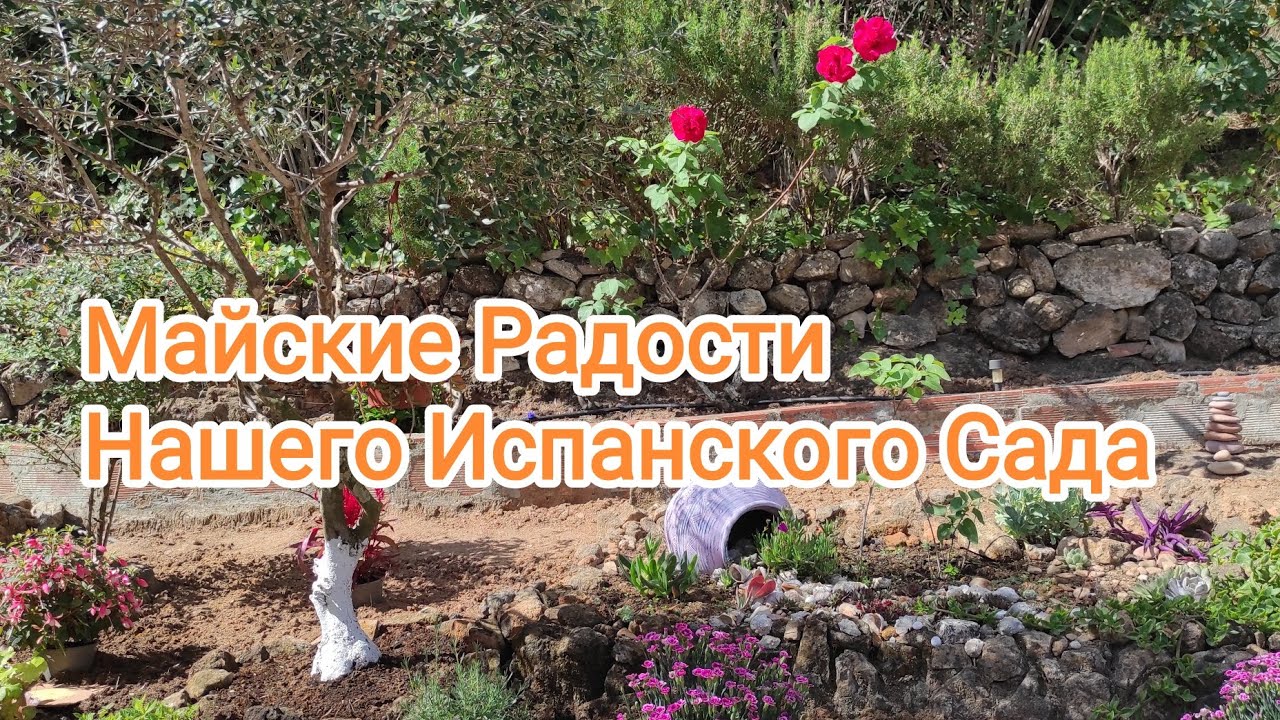 Майские Радости Нашего Испанского Сада. Первый Урожай. Удивительное Дерево. Выживут ли Пальмы?