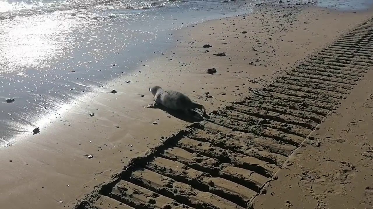 Foka na plaży w Orłowie