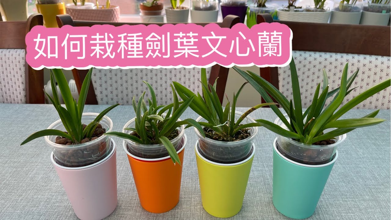 陶粒半水培之（劍葉文心蘭）種植分享 23-9-2021）