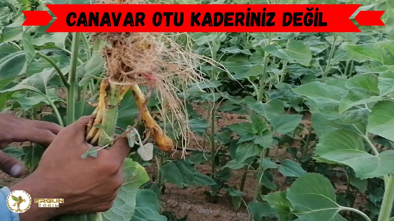 Ergun Tohum- CANAVAR OTU KADERİNİZ DEĞİL UYGULAMA VE SONUÇLARI - 2