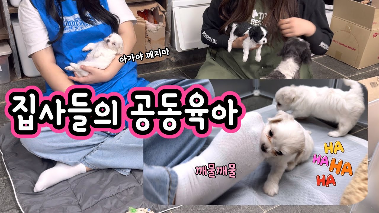 귀여움 한도초과,옹기종기 모여 공동육아 하는 티비티 집사들