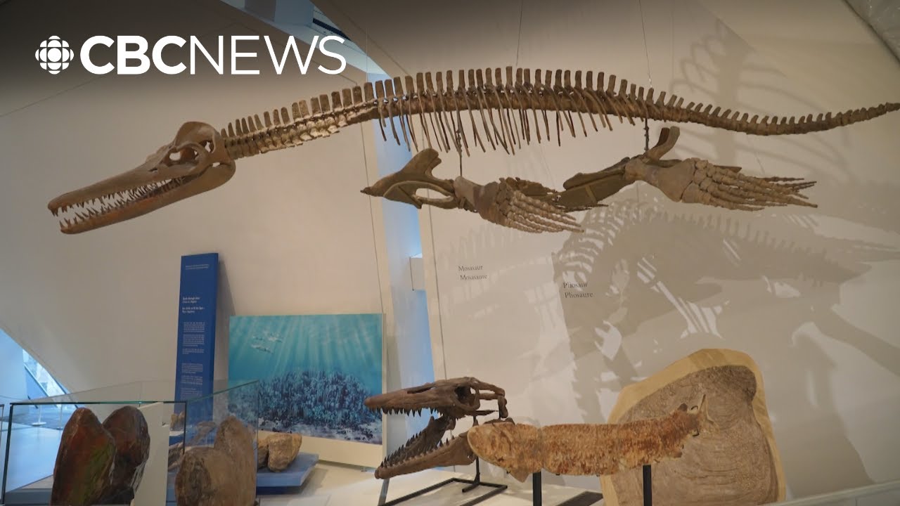 The ROM's dinosaur exhibit has reopened. Here's what visitors can expect