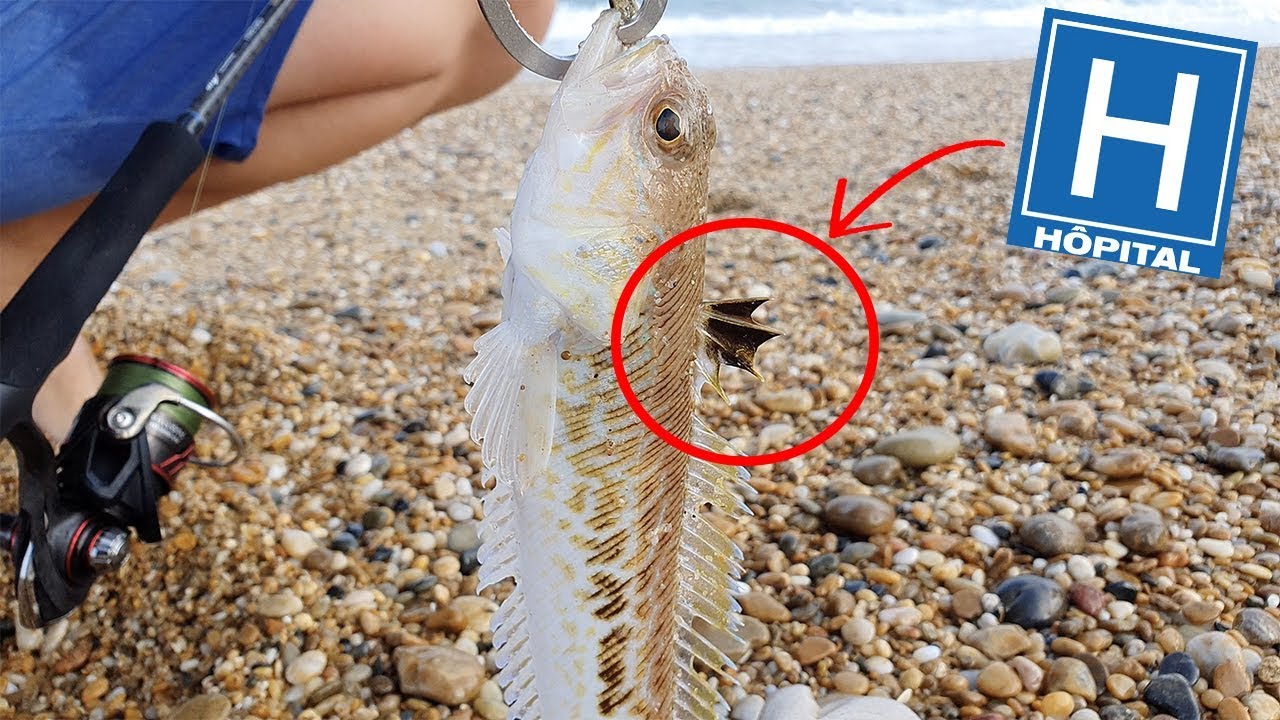 J'aurais pu finir à L'HOPITAL ...  (poisson venimeux)