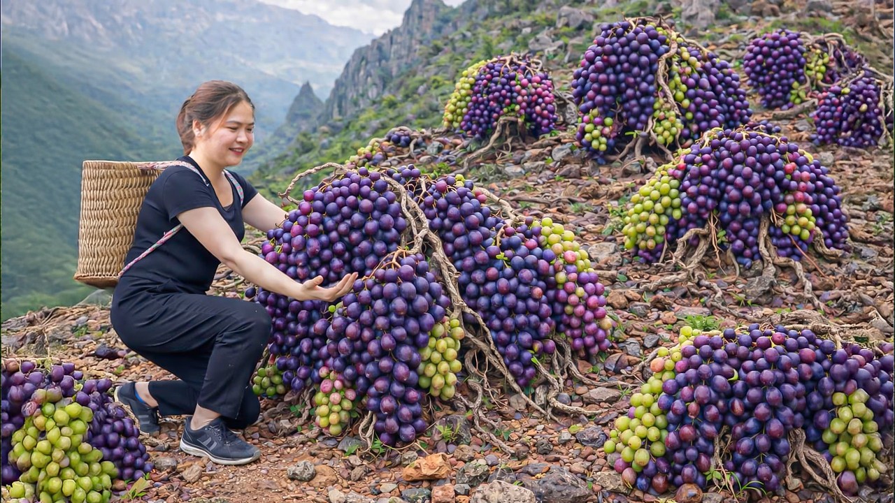 Harvesting Rare Wild Grapes, Fermenting Them into Fine Wine | Selling Out Quickly at the Market