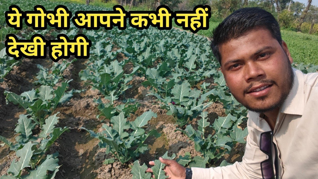 “Ye Gobhi Aapne Kabhi Nahi Dekhi 😲 | Gobhi Ki Kheti Ka Sach | Cauliflower Farming Vlog 2026”