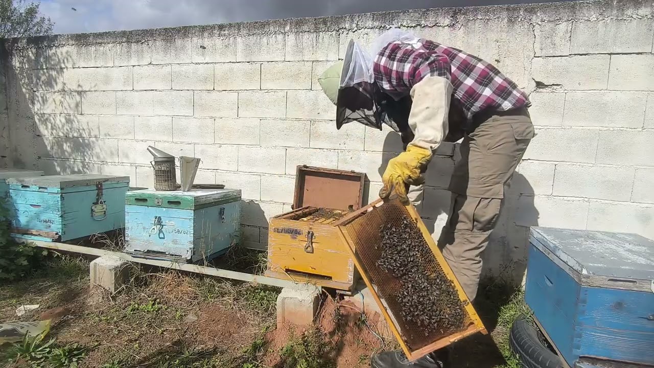 Σφήξιμο μελισσιού