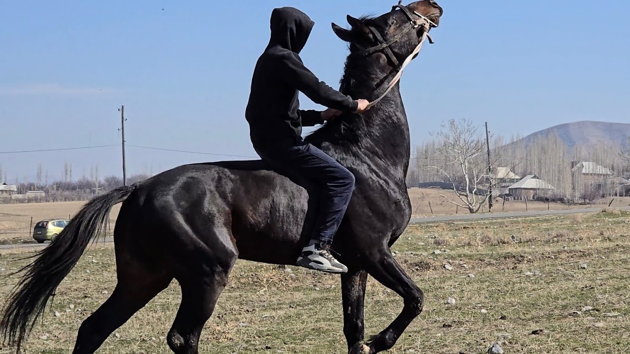 ПАЙГЕНИН   АТЫ  Ноокат  Ынтымак айылынан  Сатууга Чыкты 