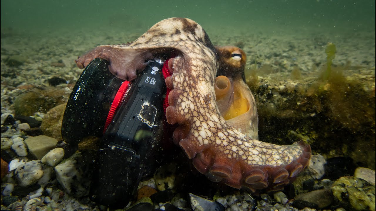 Octopus Films Us