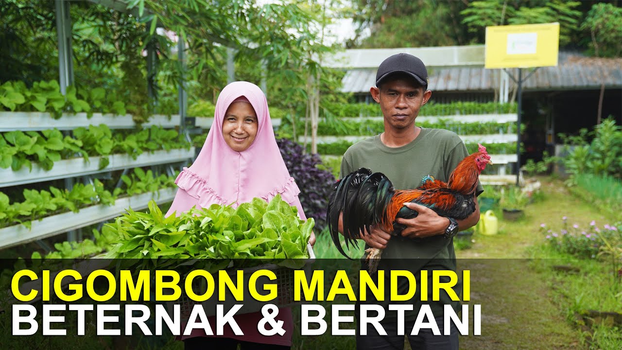 Inspirasi Bertani Vertikultur dan Beternak Ayam KUB